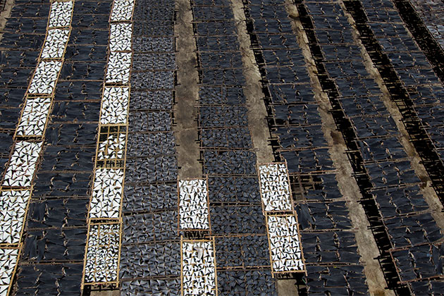 Photographers Against Wildlife Crime Rowss Shark fins