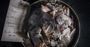 Seized Pangolin scales