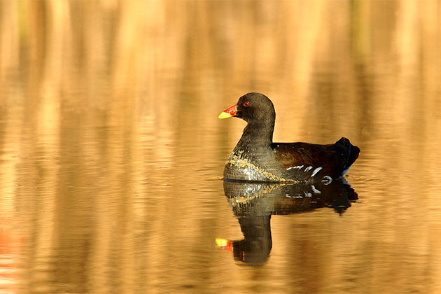 Water colourful reflections | How to photograph water