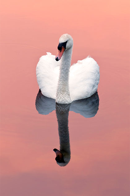 Water reflected symmetry