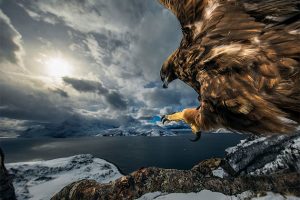 Wildlife Photographer event