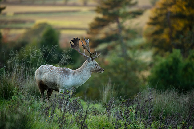 APOY Caron Steele deer