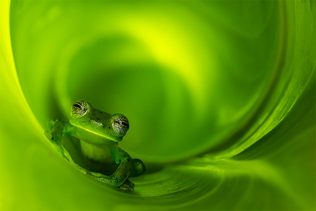 APOY Caron Steele frog