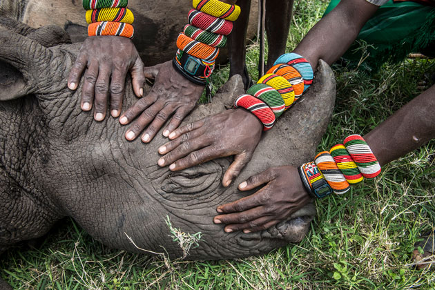 Instagram Ami Vitale elephant
