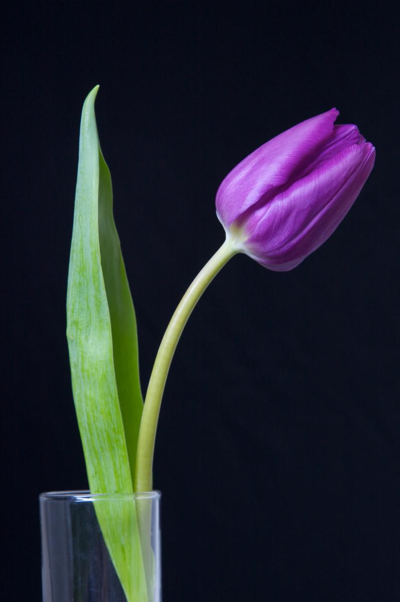 Still life photography lighting of a tulip