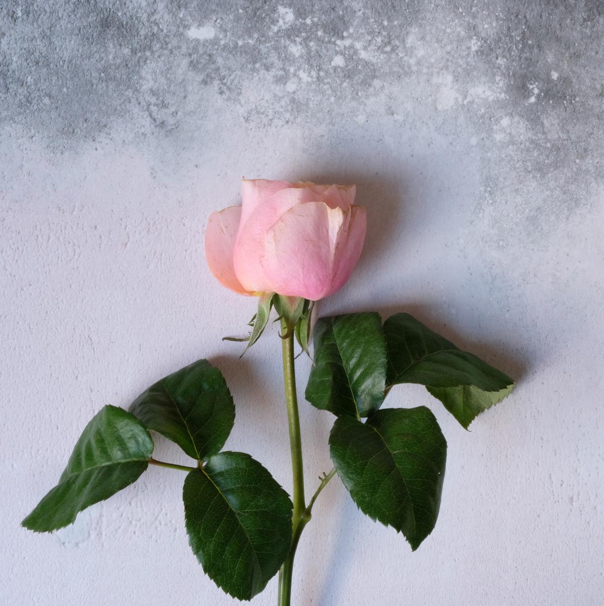 Rose - still life photography