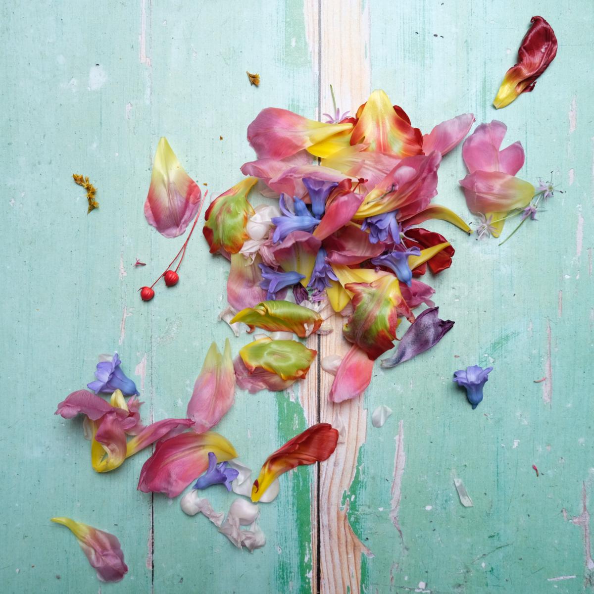 Petals - still life photography