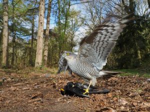 Eurasian sparrowhawk - how to photograph wildlife from a hide