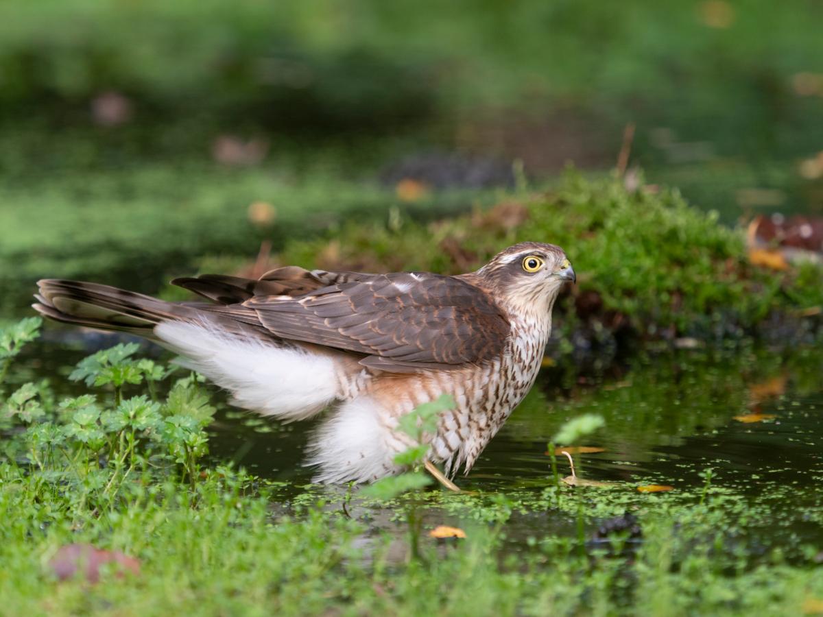 A female Eurasian sparrowhawk bathing in the woodland pool during summer - how to build a hide