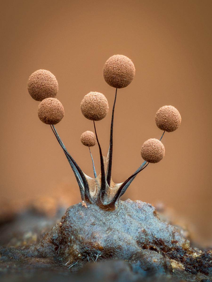 Focus stacking