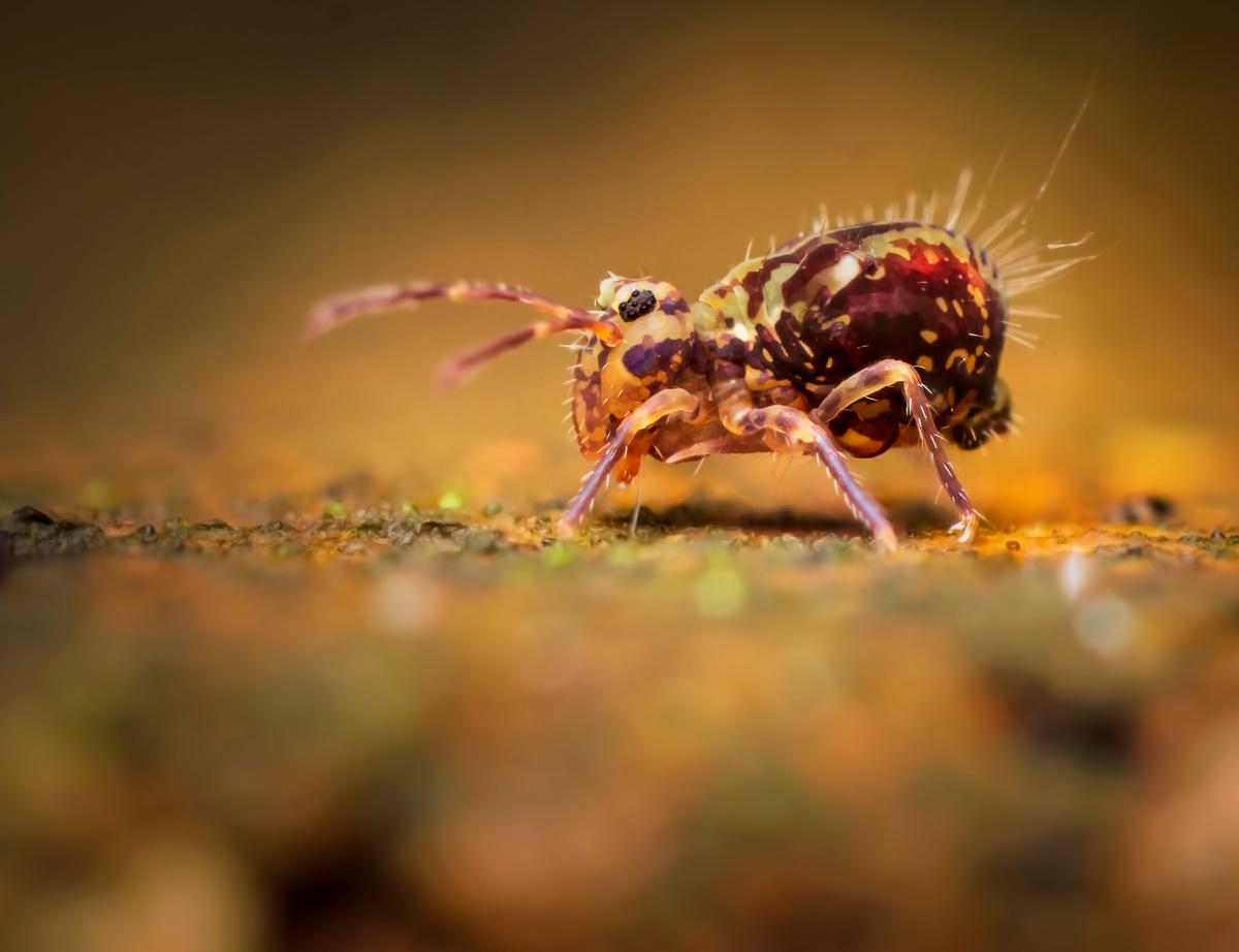 Using diffused flash with focus stacking