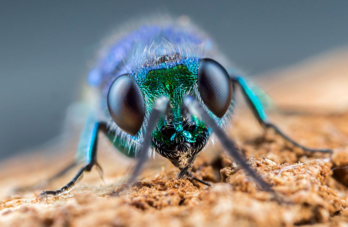 Focus stacked portrait of a ruby-tailed wasp