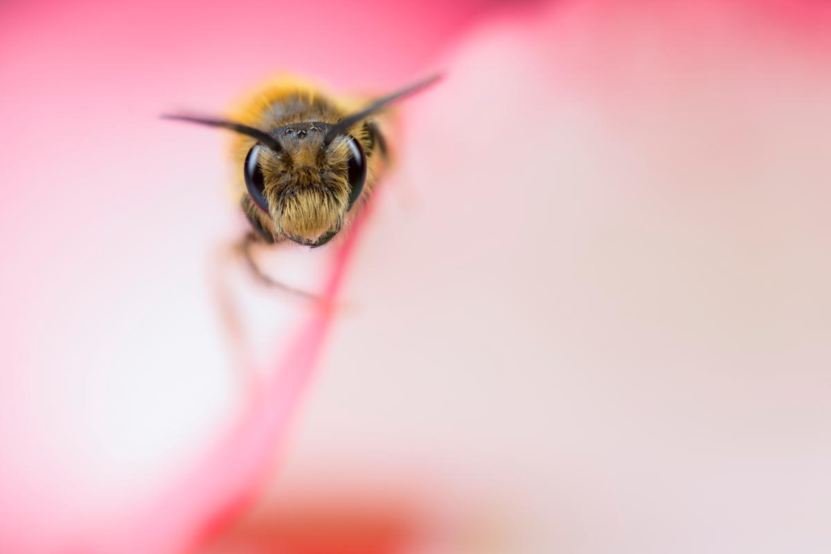 Solitary Bee peeping from inside a rose