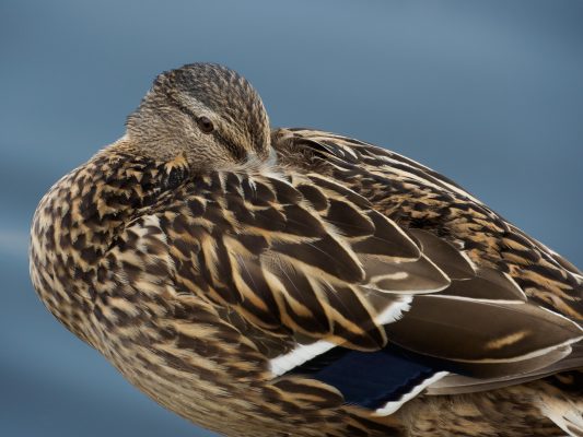 Olympus 12-200mm review sample