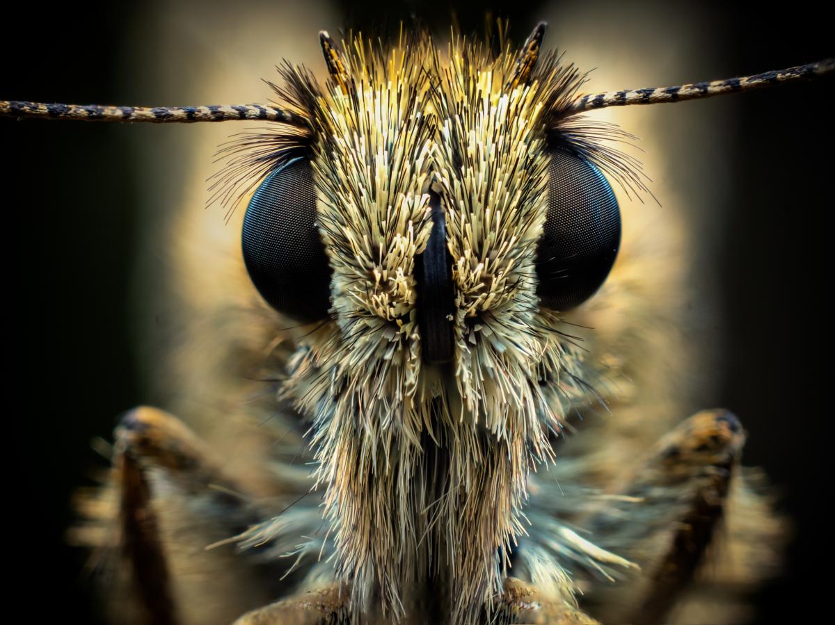 Focus stacking enables us to produce high-quality images with a greater depth of field.