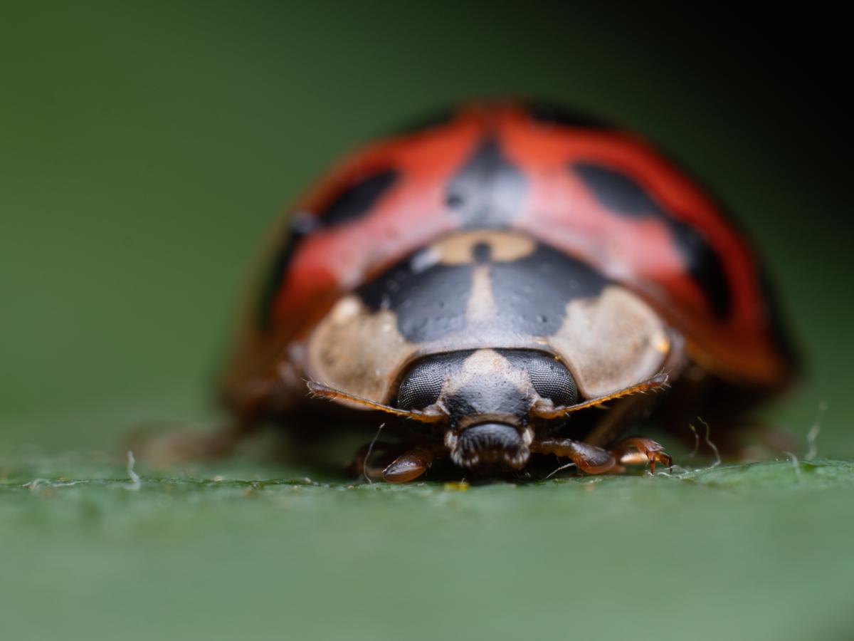 How to focus stack images