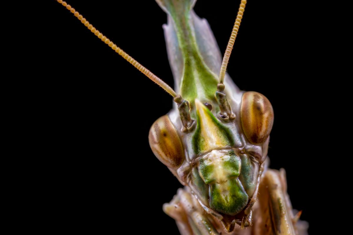 Photo stacked shot of a praying mantis