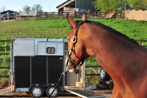 Teaching your horse to load