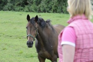 Catching a horse