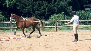 lunging over poles