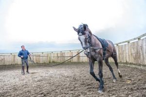 Jamie WIngrove long reining a horse
