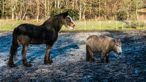 When feeding good doers like this Clydesdale horse and Shetland pony, winter is an ideal time to encourage weight loss