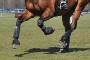 An event horse galloping between fences