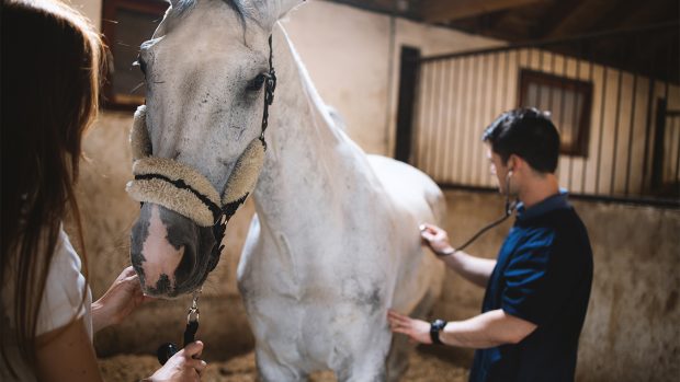 Vet listening to horse gut sounds with stethoscope