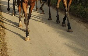 rachorses coming back to the yard from the gallops