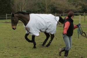 Turning out a horse with rug