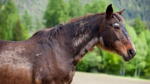 A horse with typical signs of equine cushing’s disease or PPID