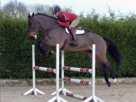 Carl Hester jumps Cortaflex Mondriaan