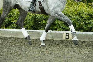 Dressage training