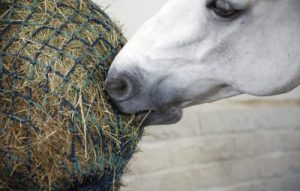 Feeding a horse on box rest