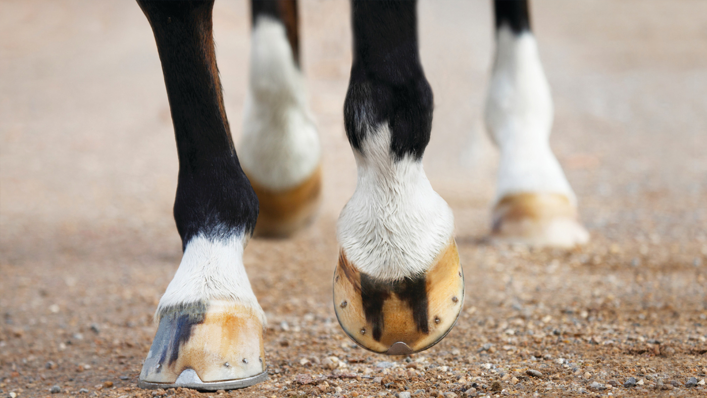 Dengie Hooves-1400x788