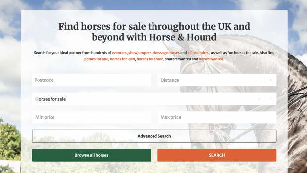 When looking to find yor ideal horse for sale, online classified sites can be a good place to start