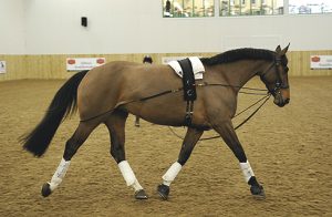 Pessoa best lunging aids