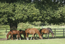 seasonal pasture myopathy