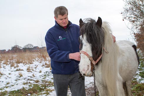 Horse being checked by World Horse Welfare field officer