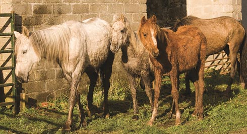 World Horse Welfare: suffering horses