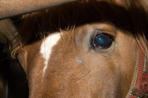 A horse being transported long distance prior to slaughter
