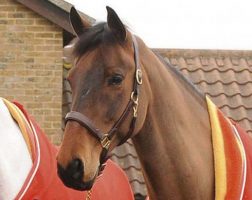 Ben Maher's successful showjumper Robin Hood