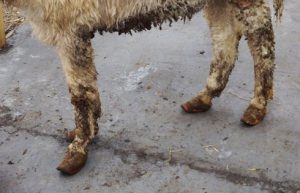 The Donkey Sanctuary has taken in two donkeys with seriously overgrown hooves