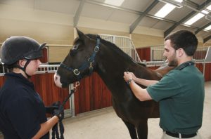 Vaccinations for horses are given by a vet, often via an injection into the neck as is shown here