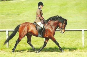 Chloe Chubb riding Warwick