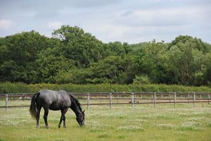 A horse grazing in a field