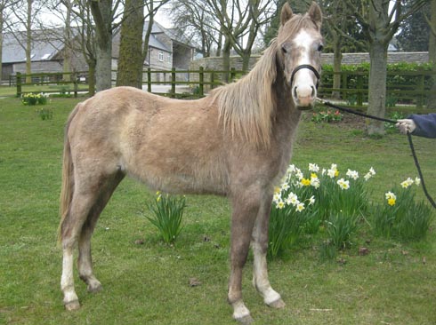 Windscott Wendy after World Horse Welfare rehab