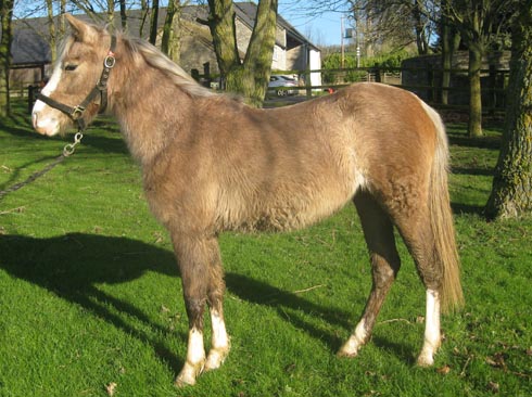 Windscott Yogie after World Horse Welfare rehab