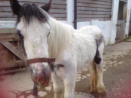 dumped pony