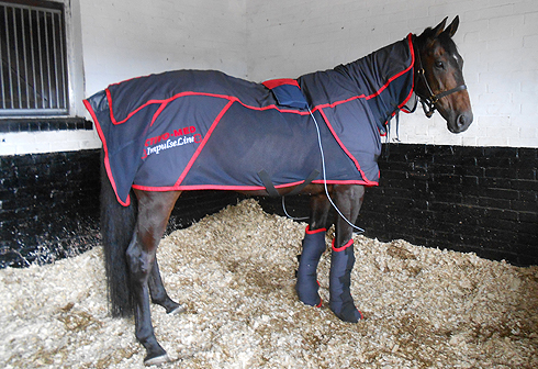 equine rehab rug-wraps